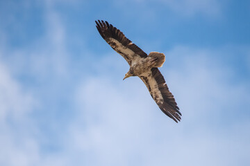 Küçük akbaba » Egyptian Vulture » Neophron percnopterus
