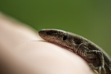 A common lizard outdoors macro