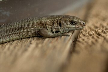 A common lizard outdoors macro