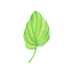 Leaf of Plantain plant isolated on white background. Watercolor hand drawing illustration. Perfect for medical or herbal card, garden design.