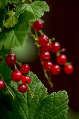 Red currant berries macro outdoors