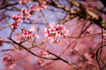 pink cherry blossom