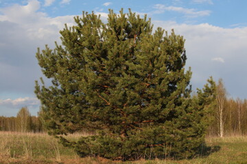 Obraz premium A Lonely Pine Tree Growing In A Clearing On A Summer Day. Natural landscape