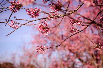 Fototapeta premium Flor de inverno. Cerejeira no céu azul