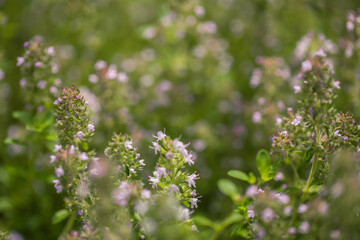 Small wild flowers macro in sunlight