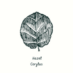 Hazel (Corylus) leaf. Ink black and white doodle drawing in woodcut style.