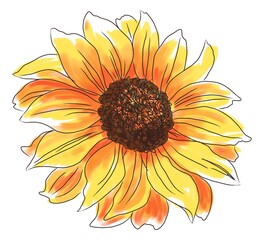 Sunflower isolated on white background. Hand drawing illustration, sketch style