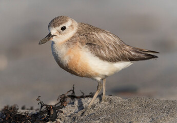 New Zealand Dotterel, Charadrius obscurus