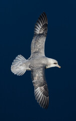 Noordse Stormvogel, Northern Fulmar, Fulmarus glacialis