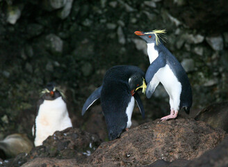 Northern Rockhopper Penguin, Eudyptes moseleyi