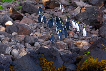 Northern Rockhopper Penguin, Eudyptes moseleyi