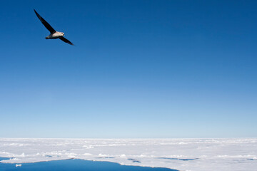 Noordse Stormvogel, Northern Fulmar, Fulmarus glacialis