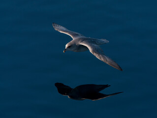 Noordse Stormvogel, Northern Fulmar, Fulmarus glacialis