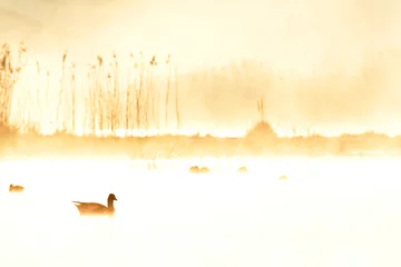 Fotobehang Grauwe gans, Greylag Goose, Anser anser © AGAMI