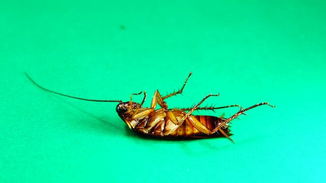 cockroach. American cockroaches on green background. cockroaches eating leftovers. closeup cockroach isolated. close up American cockroach. insects, insect, bugs, bug, animals, animal. health, hygiene