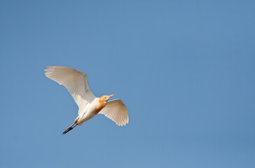 Oostelijke Koereiger, Eastern Cattle Egret, Bubulcus coromandus