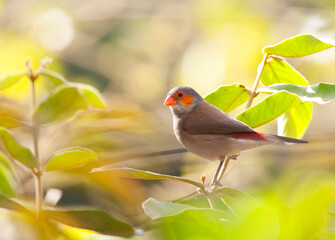 Oranjekaakje, Orange-cheeked Waxbill, Estrilda melpoda