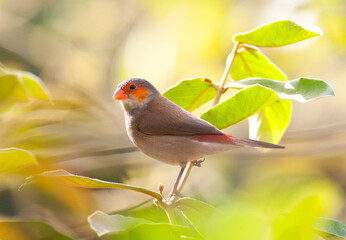 Oranjekaakje, Orange-cheeked Waxbill, Estrilda melpoda