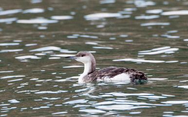 Parelduiker, Black-throated Loon, Gavia arctica