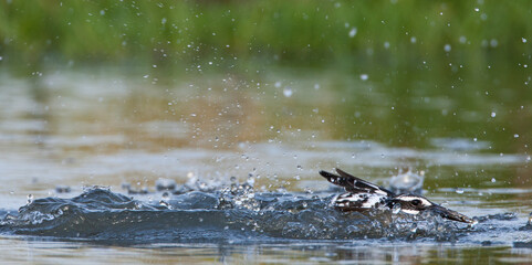 Bonte IJsvogel, Pied Kingfisher, Ceryle rudis