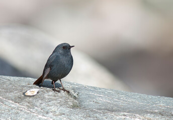Waterroodstaart, Plumbeous Water-Redstart, Rhyacornis fuliginosa