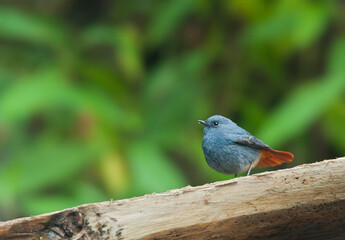 Waterroodstaart, Plumbeous Water-Redstart, Rhyacornis fuliginosa
