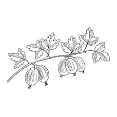 vector drawing branch of gooseberry with leaves and berries, hand drawn vintage illustration