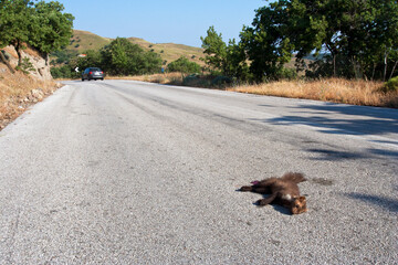 Steenmarter als verkeersslachtoffer; Beech Marten as roadkill