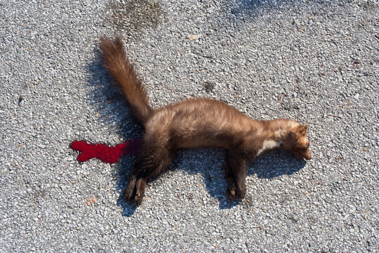 Steenmarter als verkeersslachtoffer; Beech Marten as roadkill