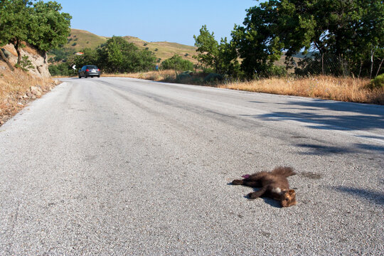 Steenmarter als verkeersslachtoffer; Beech Marten as roadkill
