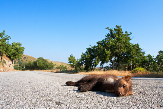 Steenmarter als verkeersslachtoffer; Beech Marten as roadkill