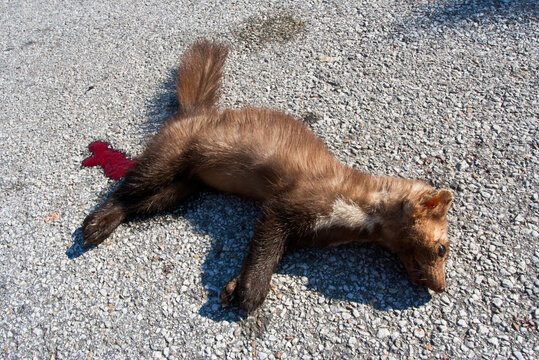 Steenmarter als verkeersslachtoffer; Beech Marten as roadkill
