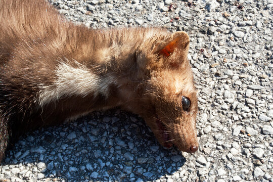 Steenmarter als verkeersslachtoffer; Beech Marten as roadkill