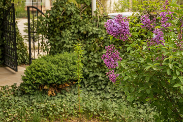 Detail from a house garden. Metal garden door and lilac (syringa vulgaris) flower.