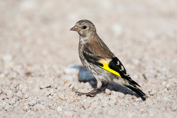Putter, European Goldfinch, Carduelis carduelis