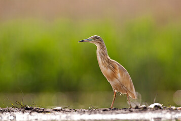 Ralreiger, Squacco Heron, Ardeola ralloides