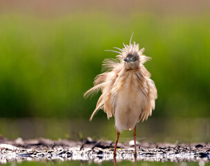 Ralreiger, Squacco Heron, Ardeola ralloides