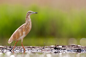 Ralreiger, Squacco Heron, Ardeola ralloides