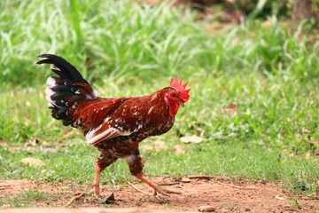 Red Healthy Hen walking