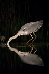 Fototapeten Blauwe Reiger, Grey Heron, Ardea cinerea © AGAMI