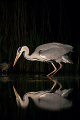 Blauwe Reiger, Grey Heron, Ardea cinerea