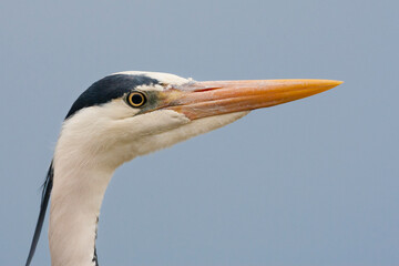 Blauwe Reiger, Grey Heron, Ardea cinerea