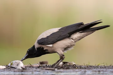 Foto op Aluminium Bonte Kraai, Hooded Crow, Corvus cornix © AGAMI