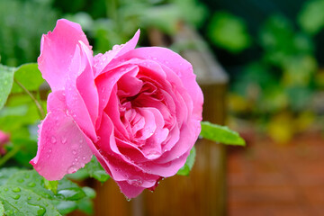 Rose - Rosenbluete im Garten