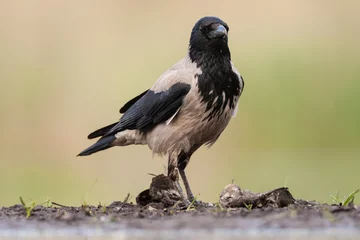 Fototapeten Bonte Kraai, Hooded Crow, Corvus cornix © AGAMI