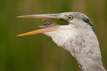 Blauwe Reiger, Grey Heron, Ardea cinerea