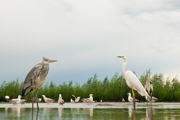 Reigers staan in water, Herons standing in water