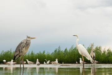 Fotobehang Reigers staan in water, Herons standing in water © AGAMI
