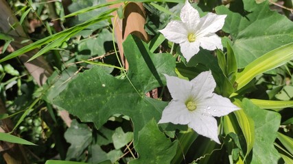 Close up photo of gourd flower