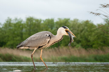 Blauwe Reiger, Grey Heron, Ardea cinerea